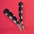 woodpecker feathers